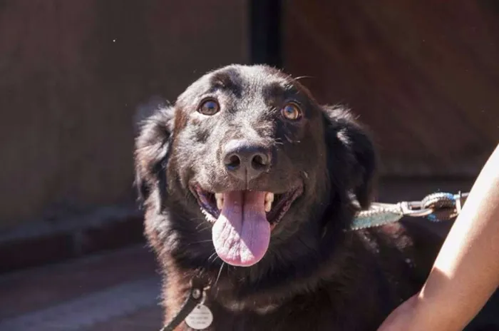 Cachorro ra a SRD idade 2 anos nome FEIJAO