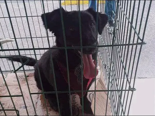 Cachorro ra a SRD idade 2 anos nome FEIJAO