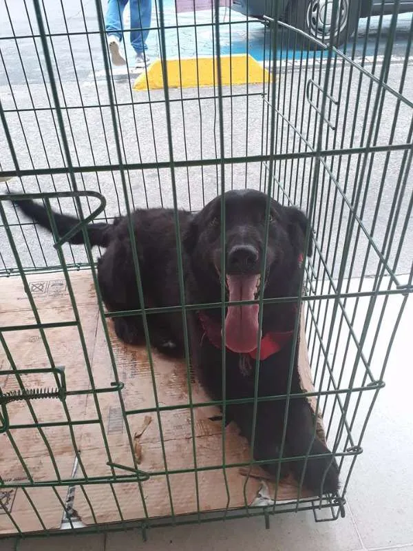 Cachorro ra a SRD idade 2 anos nome FEIJAO