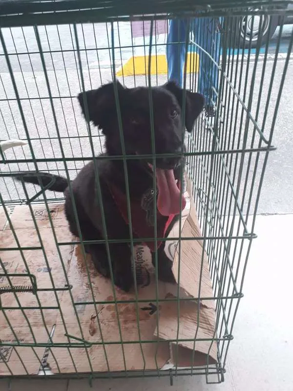Cachorro ra a SRD idade 2 anos nome FEIJAO