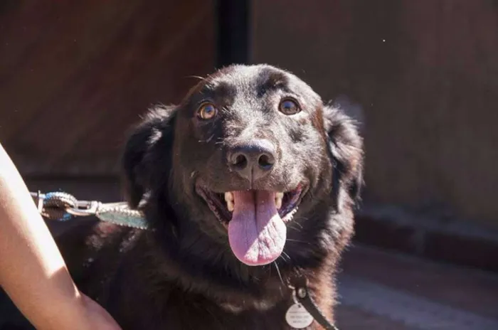 Cachorro ra a SRD idade 2 anos nome FEIJAO