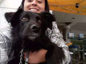 Cachorro raça SRD idade 2 anos nome Choquito/ Neguinho