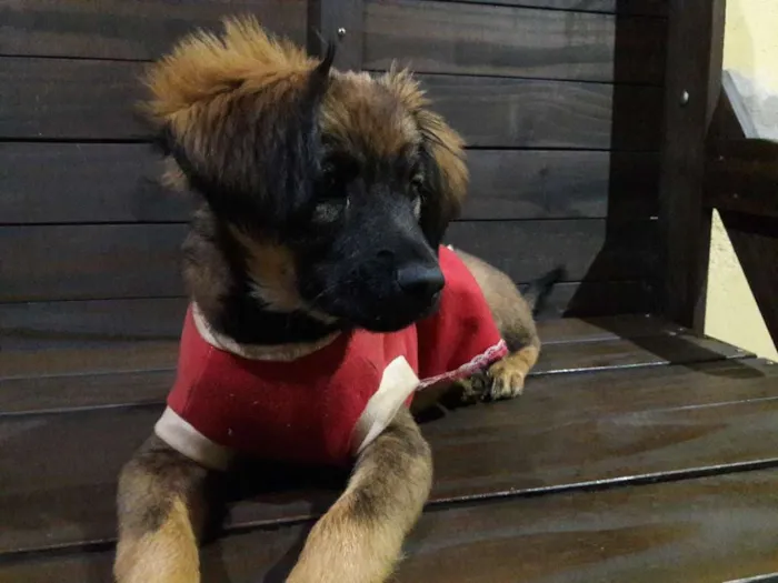 Cachorro ra a Vira Lata idade 2 a 6 meses nome Leona