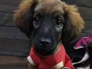 Cachorro raça Vira Lata idade 2 a 6 meses nome Leona