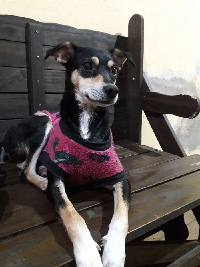 Cachorro ra a Vira Lata  idade 1 ano nome Lena 