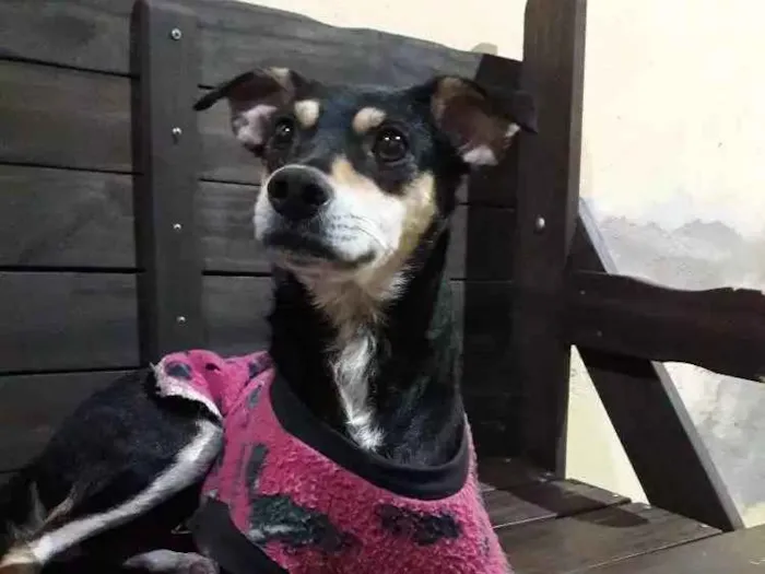 Cachorro ra a Vira Lata  idade 1 ano nome Lena 