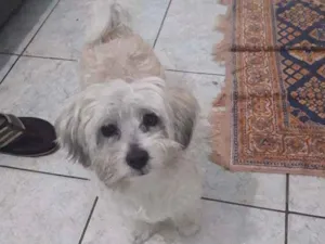 Cachorro raça Poodle toy idade 4 anos nome Dex