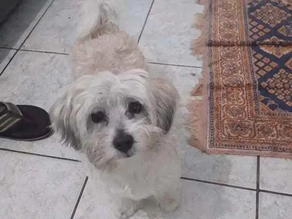 Cachorro ra a Poodle toy idade 4 anos nome Dex
