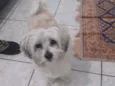 Dex