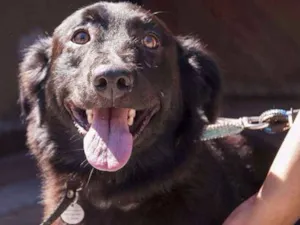 Cachorro raça SRD idade 2 anos nome FEIJAO