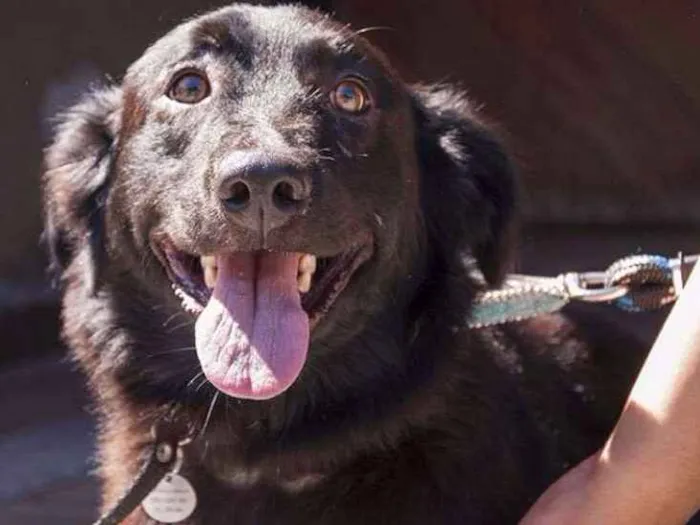 Cachorro ra a SRD idade 2 anos nome FEIJAO