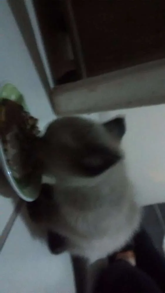 Gato raça Siamês idade Abaixo de 2 meses nome Pitty