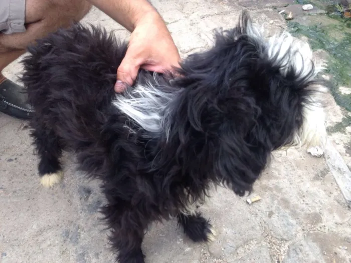 Cachorro raça Poodle idade 2 a 6 meses nome Sem nome 