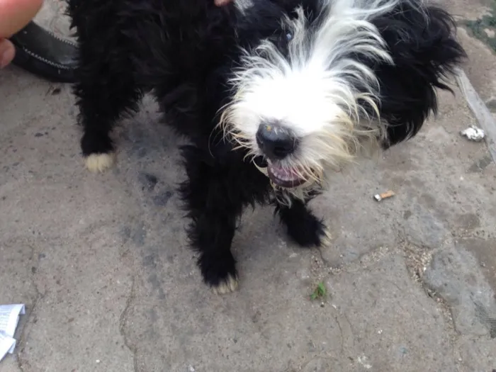 Cachorro raça Poodle idade 2 a 6 meses nome Sem nome 