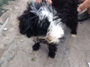 Cachorro raça Poodle idade 2 a 6 meses nome Sem nome 