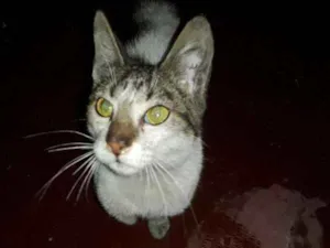 Gato raça Vira lata idade 7 a 11 meses nome Não sei