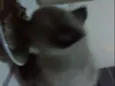 Pitty