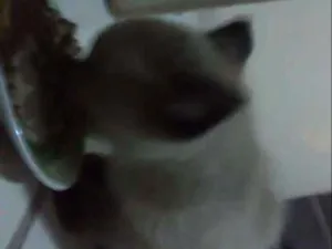 Gato raça Siamês idade Abaixo de 2 meses nome Pitty