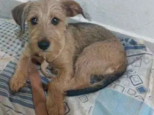Cachorro raça Viralata idade 2 a 6 meses nome Nina
