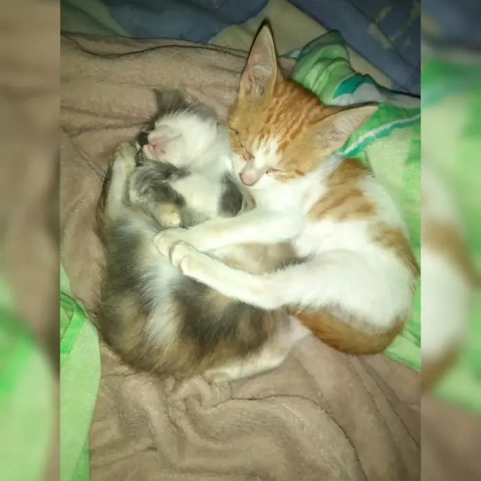 Gato ra a Não definida idade 7 a 11 meses nome Não tem nome 