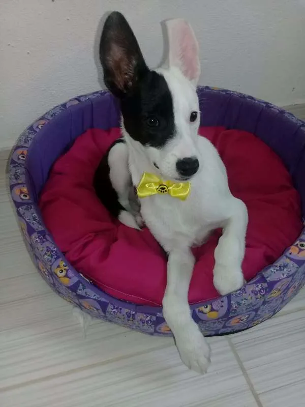 Cachorro ra a SRD idade 2 a 6 meses nome Marley