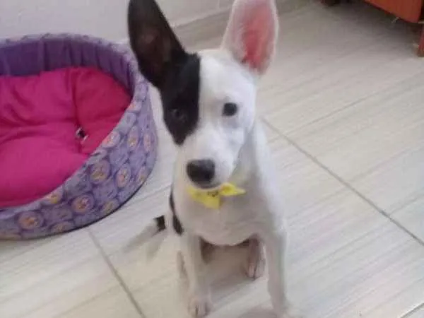 Cachorro ra a SRD idade 2 a 6 meses nome Marley