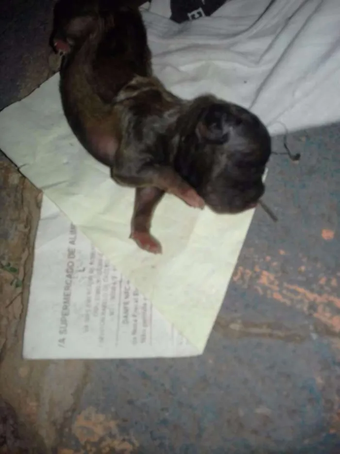 Cachorro raça Shitzu  idade Abaixo de 2 meses nome Não possui nome ainda