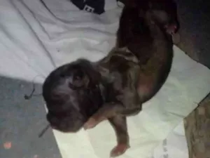 Cachorro raça Shitzu  idade Abaixo de 2 meses nome Não possui nome ainda