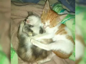 Gato raça Não definida idade 7 a 11 meses nome Não tem nome 