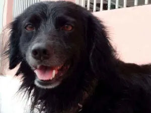 Cachorro raça ND idade 6 ou mais anos nome Black
