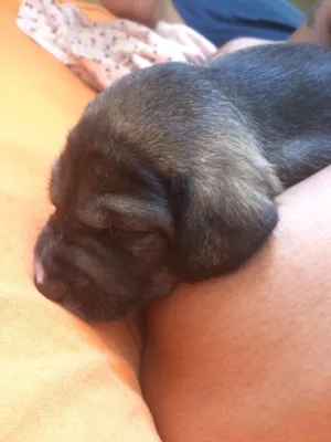 Cachorro raça Mestiço  idade 2 a 6 meses nome Thor