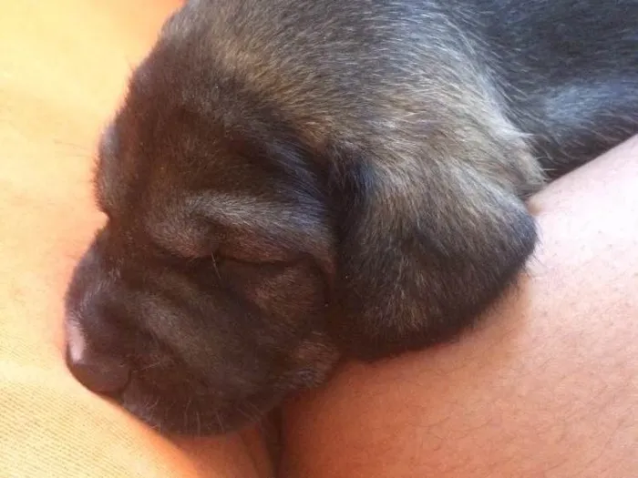Cachorro ra a Mestiço  idade 2 a 6 meses nome Thor