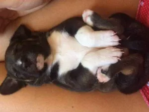 Cachorro raça Mestiço idade 2 a 6 meses nome Thor