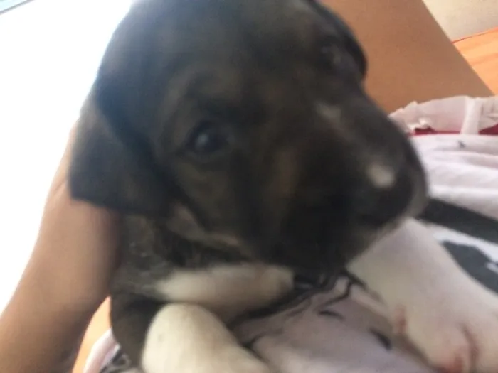 Cachorro ra a Mestiço idade 2 a 6 meses nome Thor