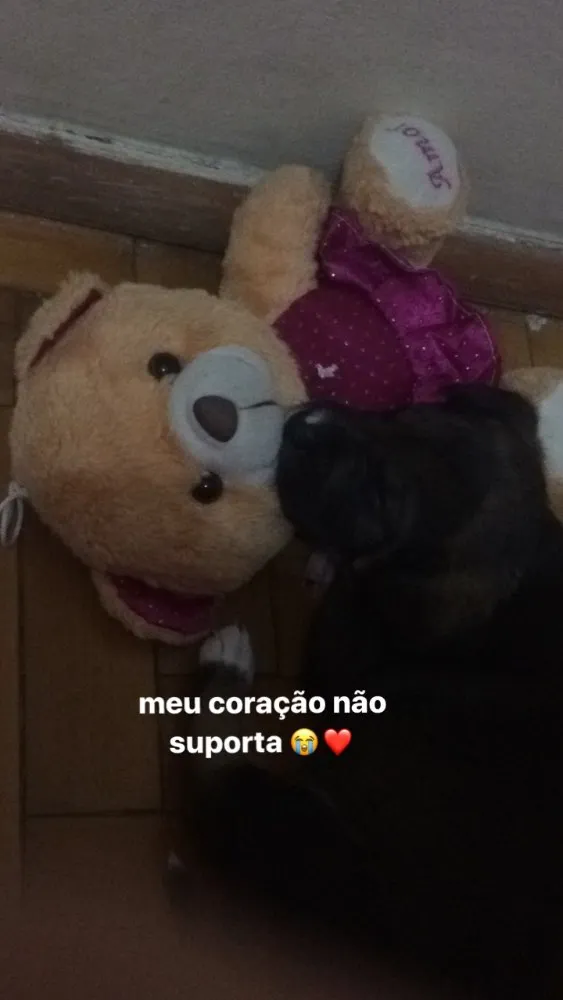 Cachorro ra a Mestiço idade 2 a 6 meses nome Thor