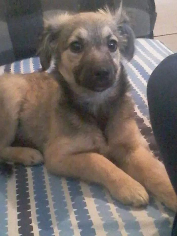 Cachorro ra a Vira lata idade 2 a 6 meses nome Dulce