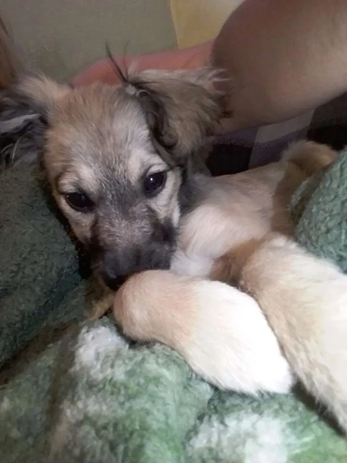Cachorro ra a Vira lata idade 2 a 6 meses nome Dulce