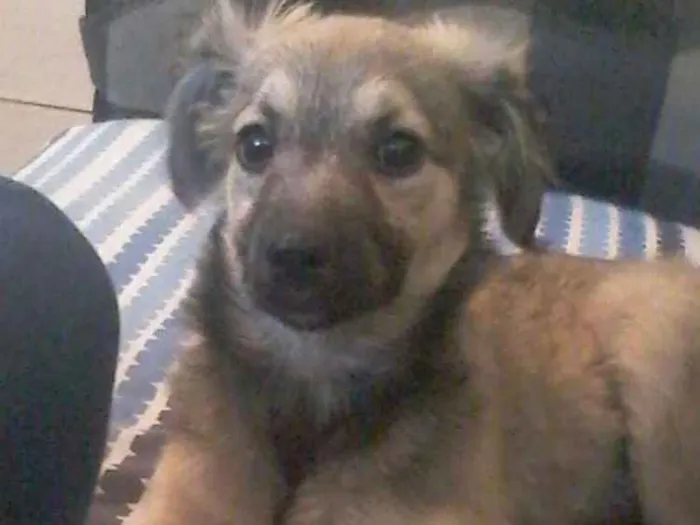 Cachorro ra a Vira lata idade 2 a 6 meses nome Dulce