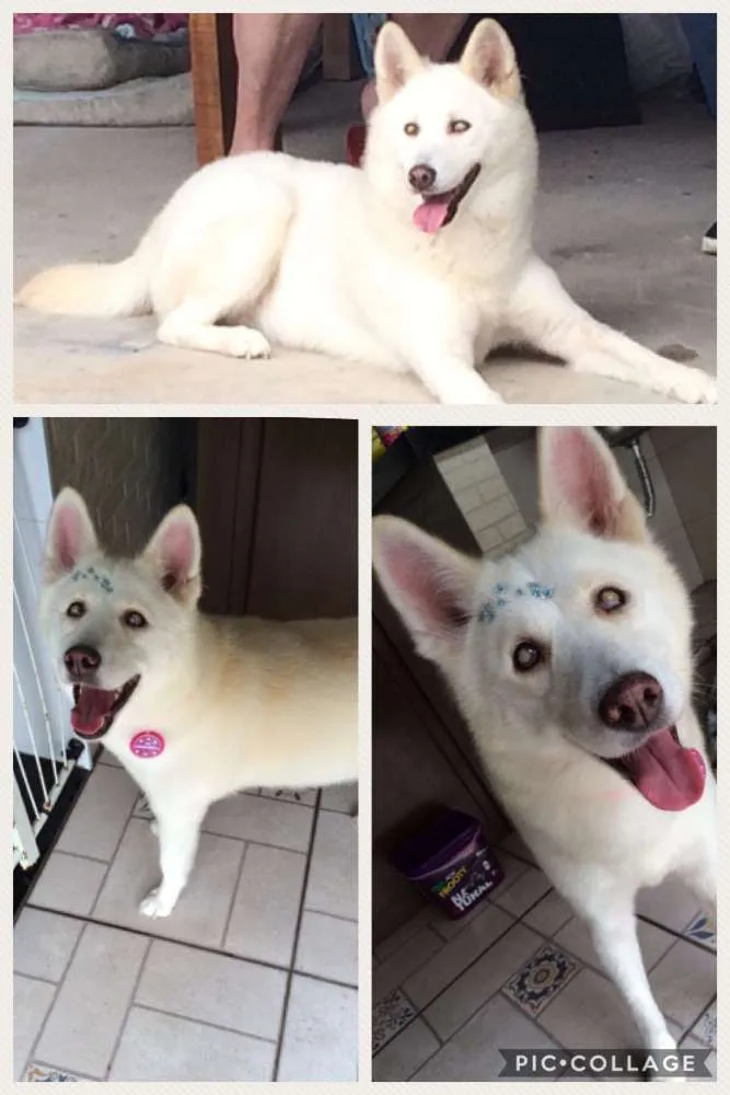 Cachorro ra a Mestiça de Husky idade 6 ou mais anos nome Nicole