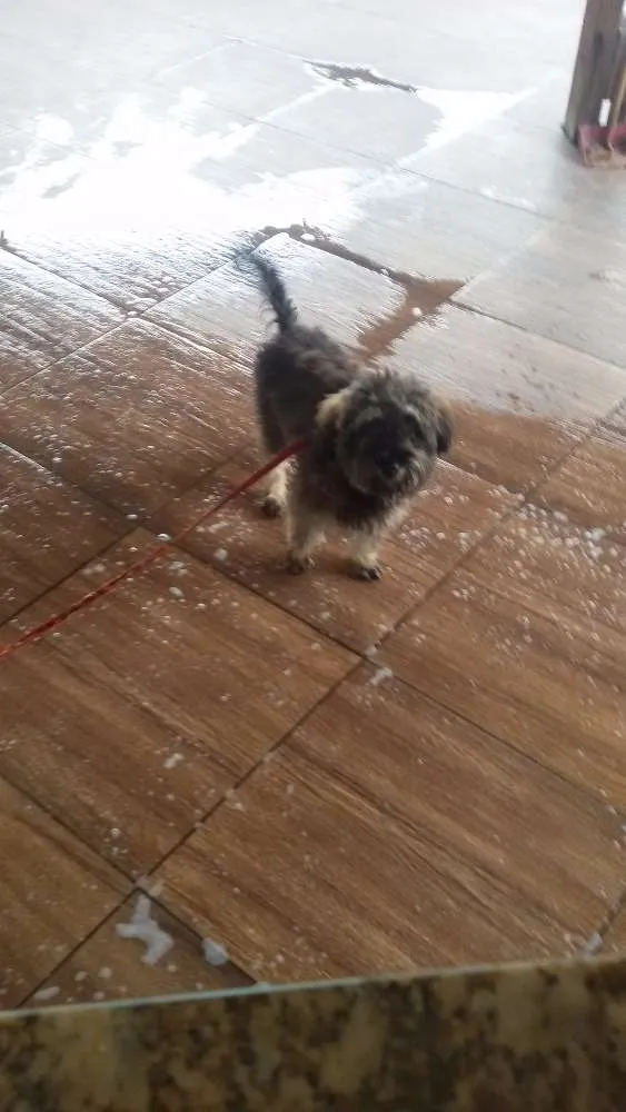 Cachorro ra a Poodle misturado idade 2 a 6 meses nome Totó