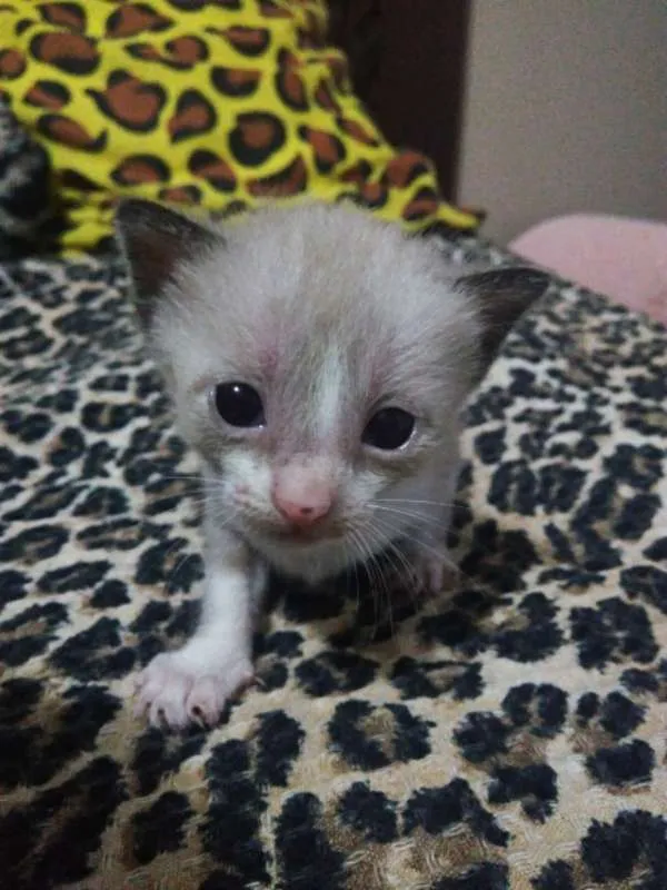 Gato ra a Siames mestiço idade Abaixo de 2 meses nome Filhotes