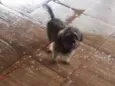 Toto 