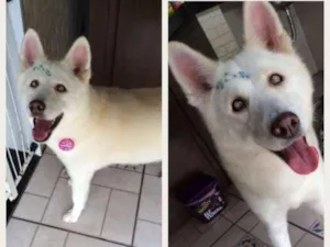 Cachorro raça Mestiça de Husky idade 6 ou mais anos nome Nicole
