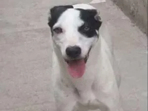 Cachorro raça SRD idade 3 anos nome LILI