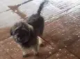 Toto 