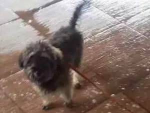 Cachorro raça Poodle misturado idade 2 a 6 meses nome Toto 
