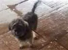 Cachorro raça Poodle misturado idade 2 a 6 meses nome Toto 