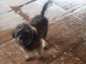 Cachorro raça Poodle misturado idade 2 a 6 meses nome Totó