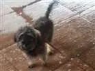 Cachorro raça Poodle misturado idade 2 a 6 meses nome Totó