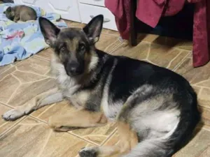 Cachorro raça Pastor alemão capa preta idade 3 anos nome Nessy